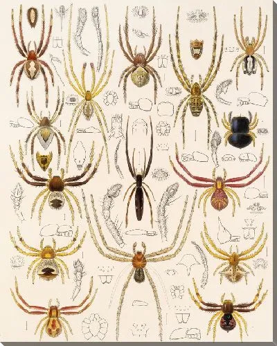 Картина Пауки Арахнида Акаридея (1879-1915) №28