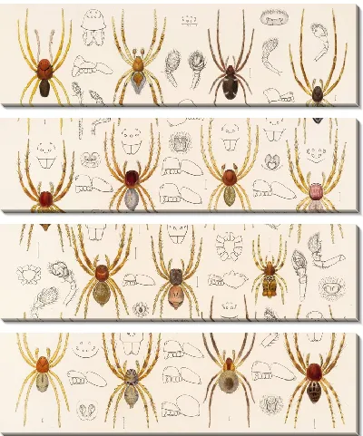 Картина Пауки Арахнида Акаридея (1879-1915) №29