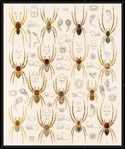 Картина Пауки Арахнида Акаридея (1879-1915) №29