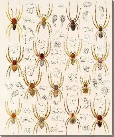 Картина Пауки Арахнида Акаридея (1879-1915) №29