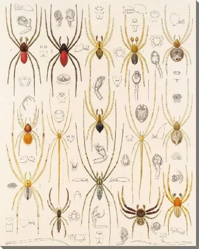 Картина Пауки Арахнида Акаридея (1879-1915) №30