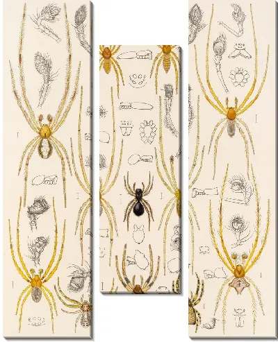 Картина Пауки Арахнида Акаридея (1879-1915) №31