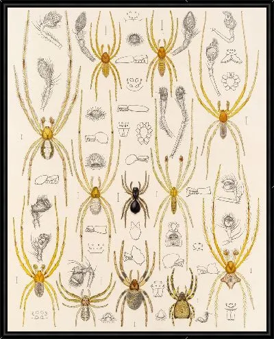 Картина Пауки Арахнида Акаридея (1879-1915) №31