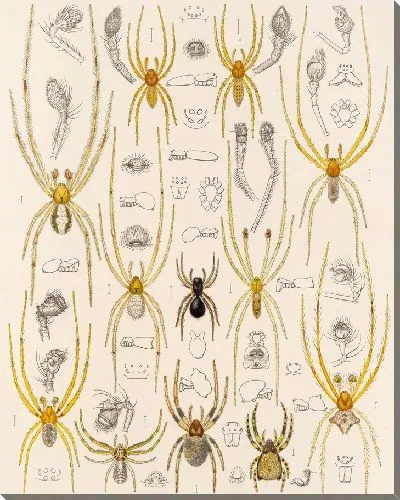 Картина Пауки Арахнида Акаридея (1879-1915) №31