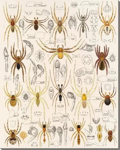 Картина Пауки Арахнида Акаридея (1879-1915) №32