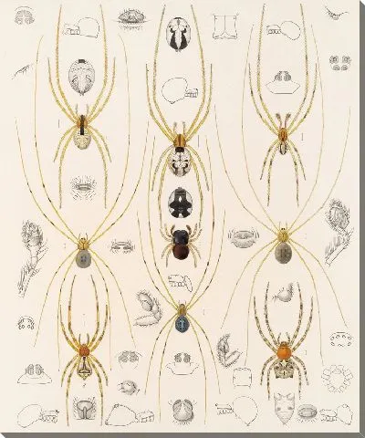 Картина Пауки Арахнида Акаридея (1879-1915) №33