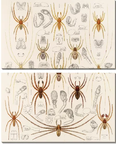Картина Пауки Арахнида Акаридея (1879-1915) №34