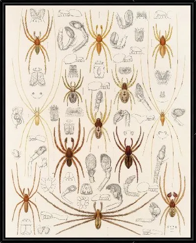 Картина Пауки Арахнида Акаридея (1879-1915) №34