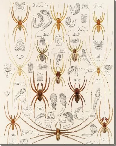 Картина Пауки Арахнида Акаридея (1879-1915) №34