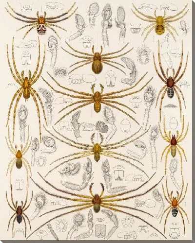 Картина Пауки Арахнида Акаридея (1879-1915) №35