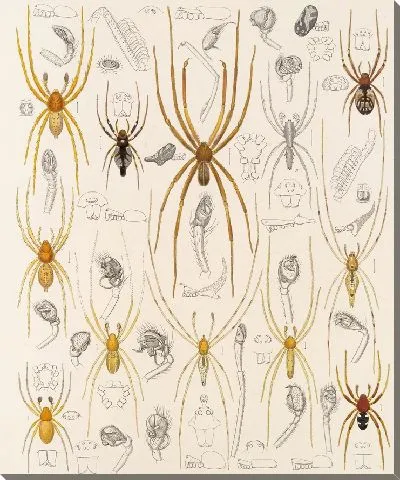 Картина Пауки Арахнида Акаридея (1879-1915) №36