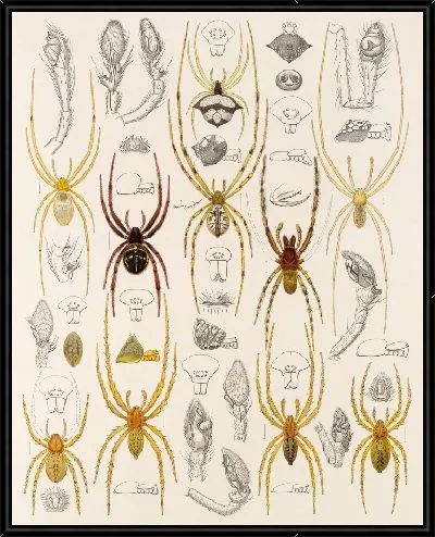 Картина Пауки Арахнида Акаридея (1879-1915) №38