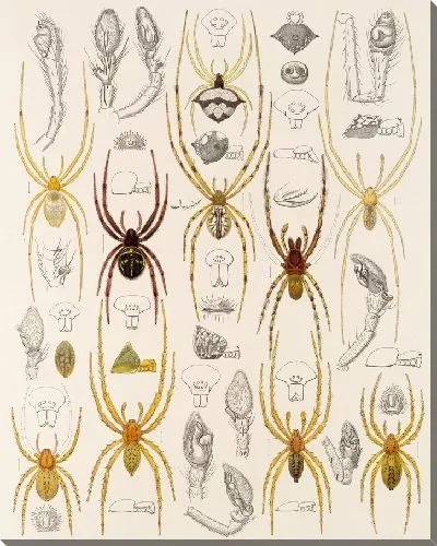 Картина Пауки Арахнида Акаридея (1879-1915) №38