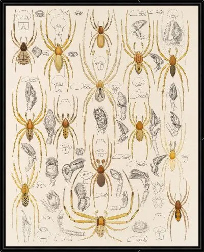 Картина Пауки Арахнида Акаридея (1879-1915) №39