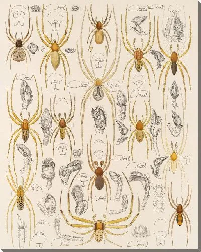 Картина Пауки Арахнида Акаридея (1879-1915) №39