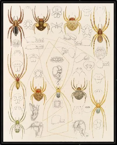 Картина Пауки Арахнида Акаридея (1879-1915) №40