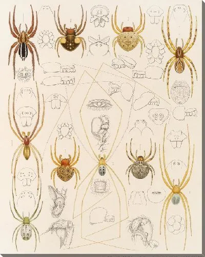 Картина Пауки Арахнида Акаридея (1879-1915) №40