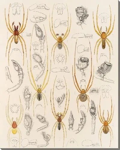 Картина Пауки Арахнида Акаридея (1879-1915) №41