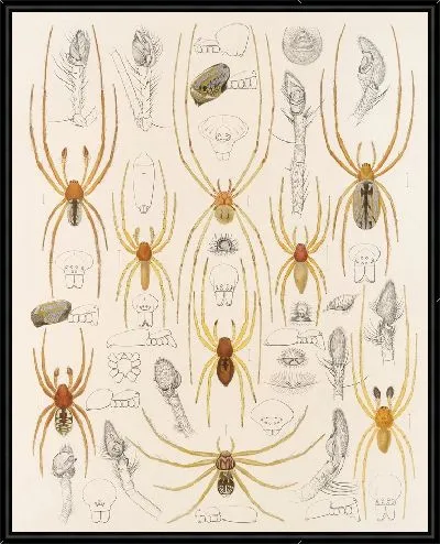 Картина Пауки Арахнида Акаридея (1879-1915) №42