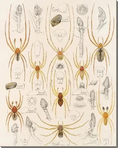 Картина Пауки Арахнида Акаридея (1879-1915) №42