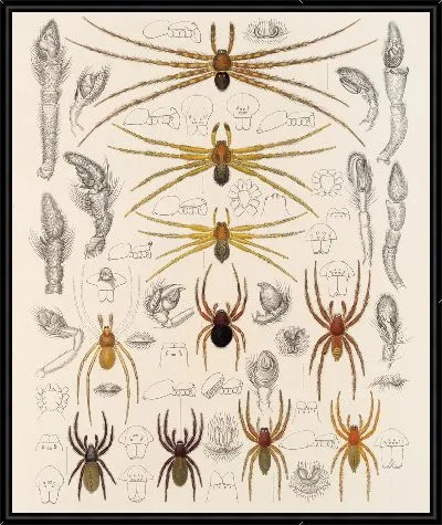 Пауки Арахнида Акаридея (1879-1915) №43