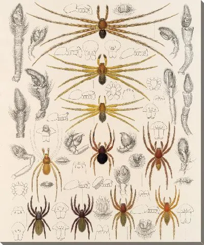 Пауки Арахнида Акаридея (1879-1915) №43