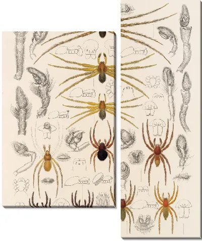 Пауки Арахнида Акаридея (1879-1915) №43