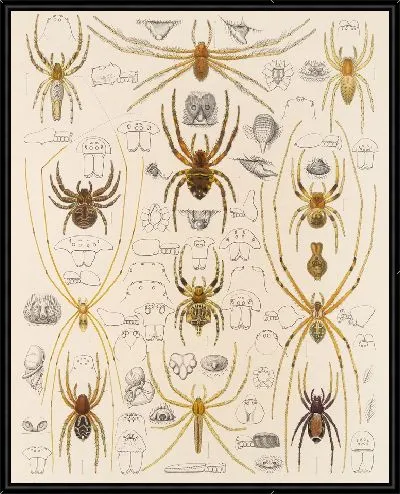 Картина Пауки Арахнида Акаридея (1879-1915) №44