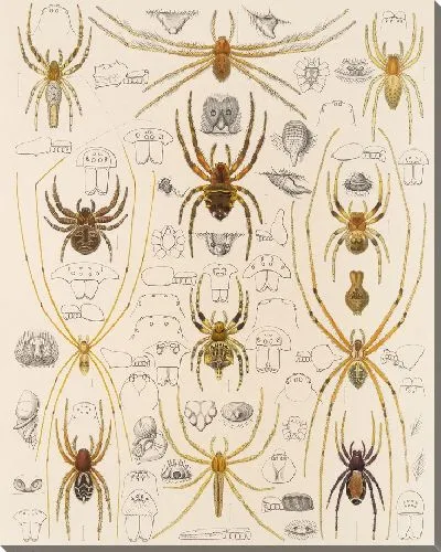 Картина Пауки Арахнида Акаридея (1879-1915) №44