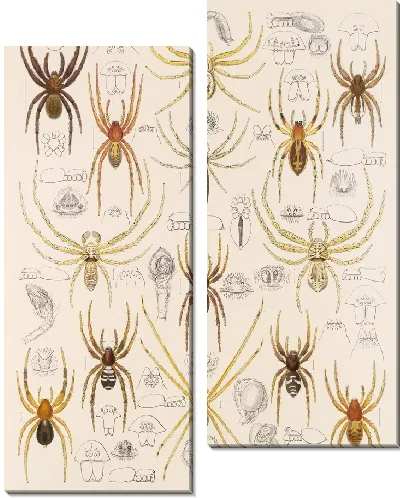 Картина Пауки Арахнида Акаридея (1879-1915) №45