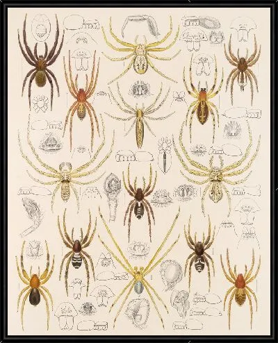Картина Пауки Арахнида Акаридея (1879-1915) №45