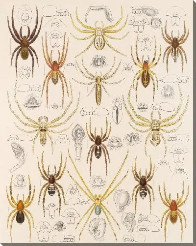 Картина Пауки Арахнида Акаридея (1879-1915) №45