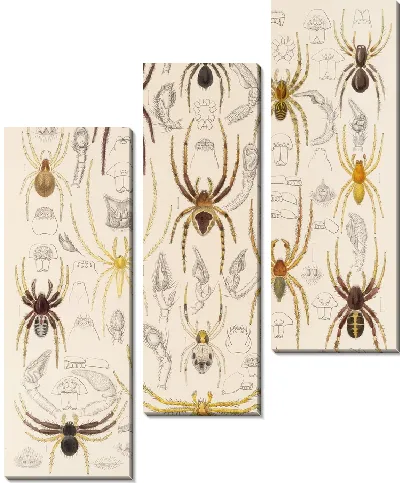 Картина Пауки Арахнида Акаридея (1879-1915) №46