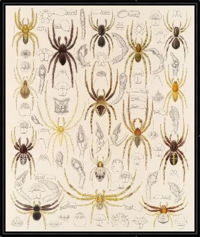 Картина Пауки Арахнида Акаридея (1879-1915) №46