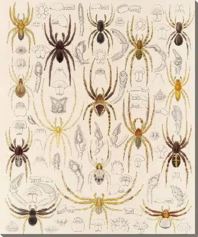 Картина Пауки Арахнида Акаридея (1879-1915) №46