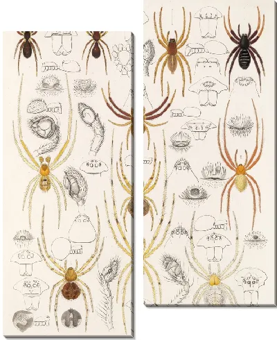 Картина Пауки Арахнида Акаридея (1879-1915) №47