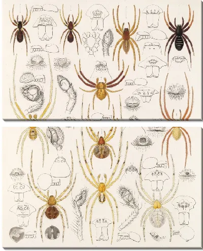 Картина Пауки Арахнида Акаридея (1879-1915) №47