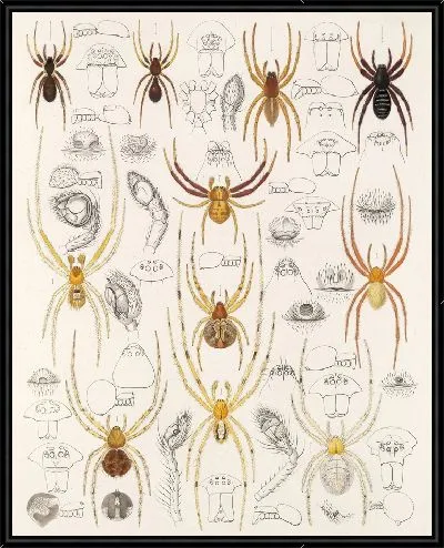 Картина Пауки Арахнида Акаридея (1879-1915) №47