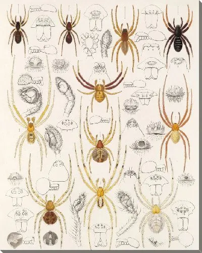 Картина Пауки Арахнида Акаридея (1879-1915) №47