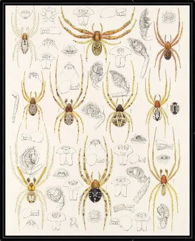 Картина Пауки Арахнида Акаридея (1879-1915) №48