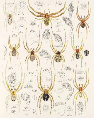 Картина Пауки Арахнида Акаридея (1879-1915) №48