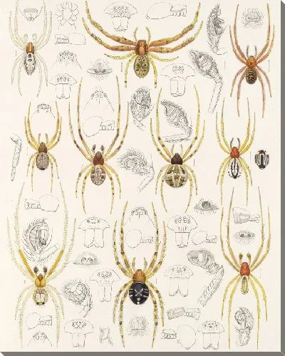 Картина Пауки Арахнида Акаридея (1879-1915) №48