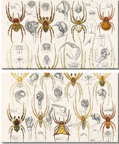 Картина Пауки Арахнида Акаридея (1879-1915) №49