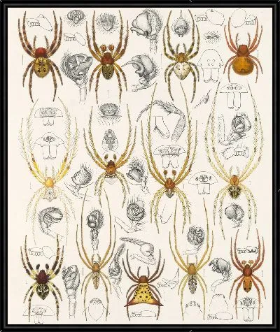 Картина Пауки Арахнида Акаридея (1879-1915) №49