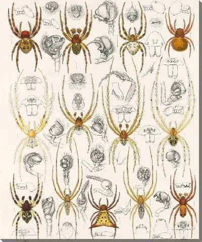 Картина Пауки Арахнида Акаридея (1879-1915) №49