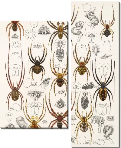 Картина Пауки Арахнида Акаридея (1879-1915) №50