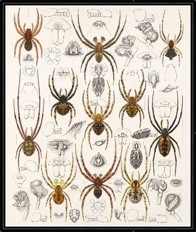 Картина Пауки Арахнида Акаридея (1879-1915) №50