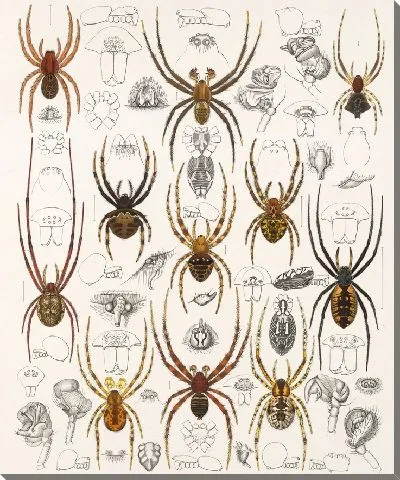 Картина Пауки Арахнида Акаридея (1879-1915) №50