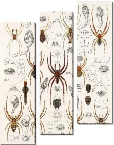 Картина Пауки Арахнида Акаридея (1879-1915) №51
