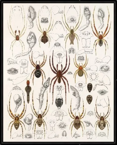 Картина Пауки Арахнида Акаридея (1879-1915) №51